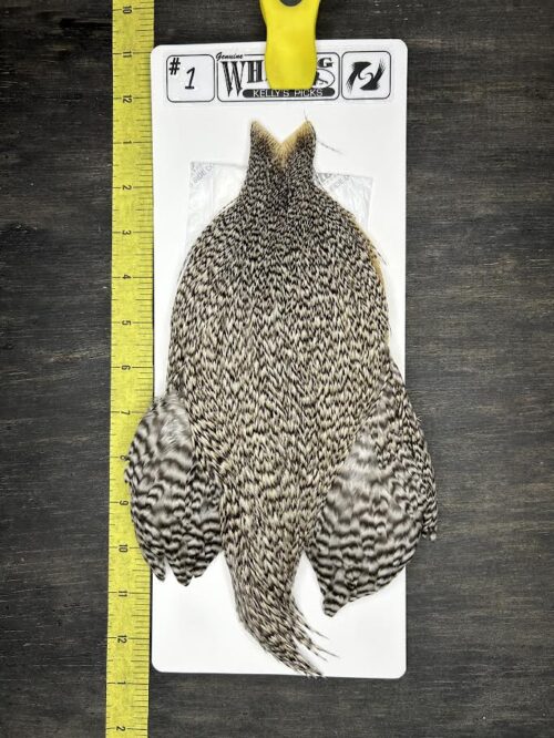 Whiting Cape – Kelly's Picks – Grizzly #1