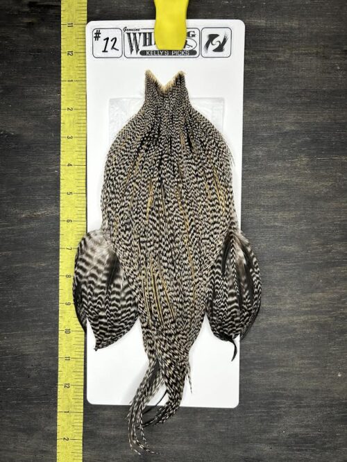 Whiting Cape – Kelly's Picks – Grizzly #12
