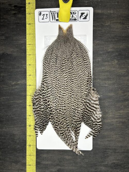 Whiting Cape – Kelly's Picks – Grizzly #13