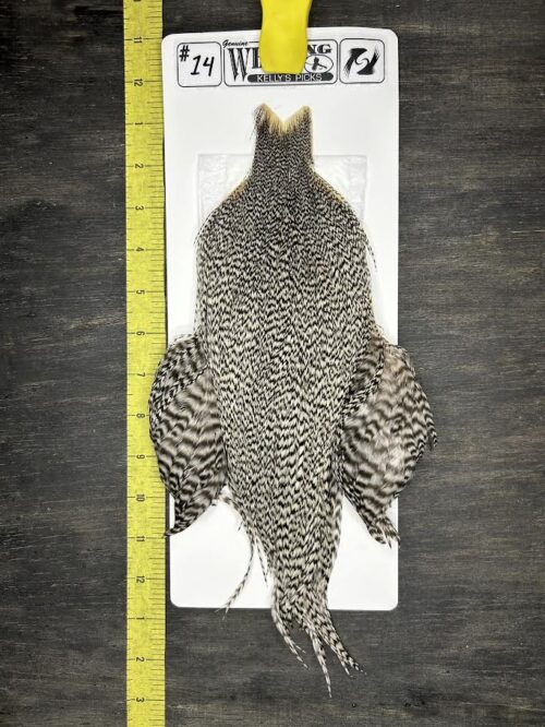 Whiting Cape – Kelly's Picks – Grizzly #14