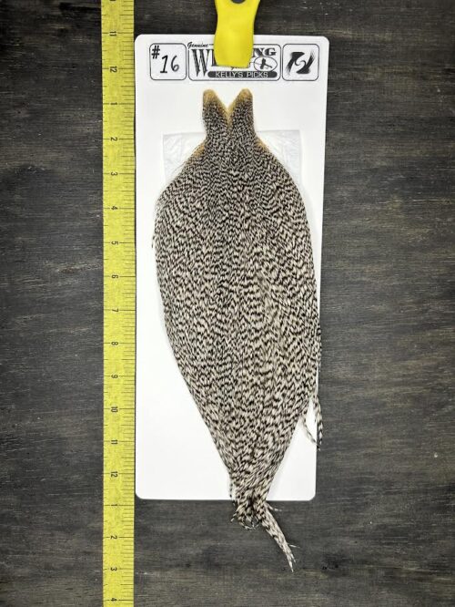 Whiting Cape – Kelly's Picks – Grizzly #16