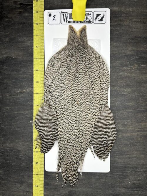 Whiting Cape – Kelly's Picks – Grizzly #2