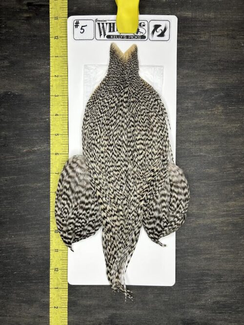 Whiting Cape – Kelly's Picks – Grizzly #5