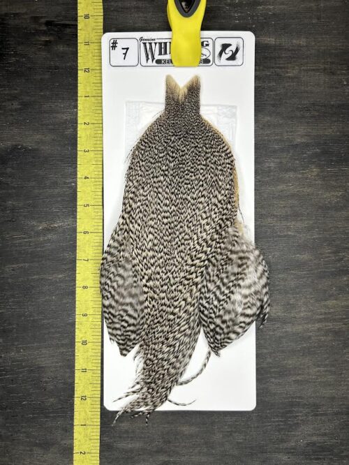 Whiting Cape – Kelly's Picks – Grizzly #7