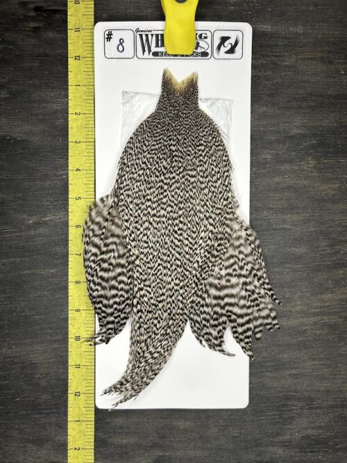 Whiting Cape – Kelly's Picks – Grizzly #8