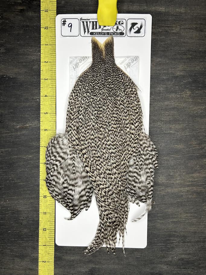 Whiting Cape – Kelly's Picks – Grizzly #9