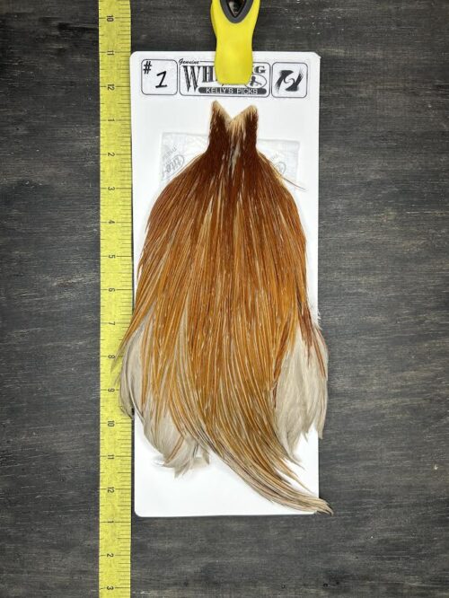 Whiting Cape – Kelly's Picks – Honey Dun #1