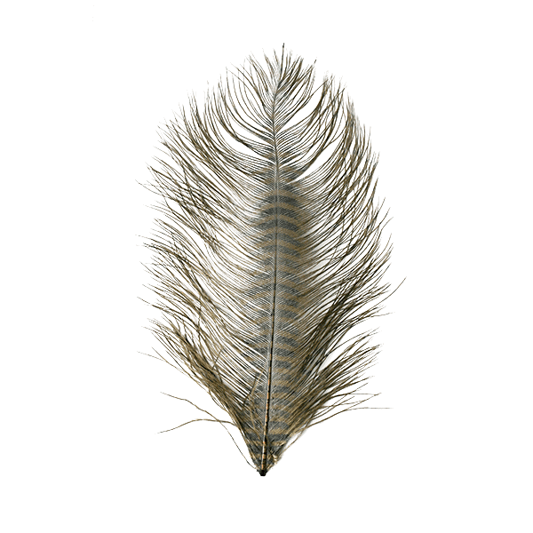 MFC Barred Ostrich Plume - Image 6