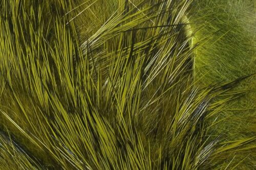 NEW Fly Tying Materials