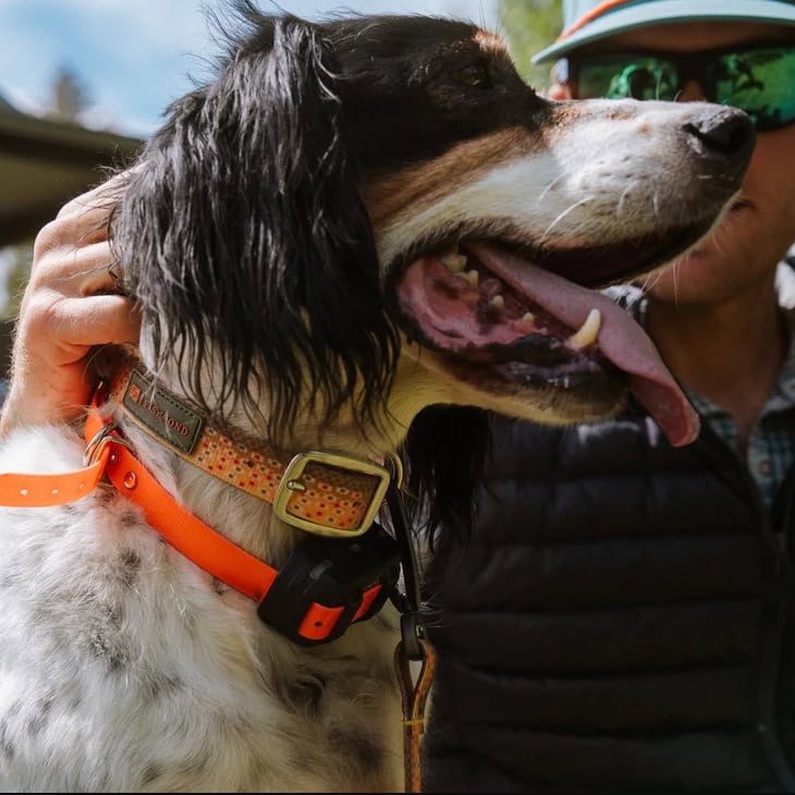fishpond dog collar