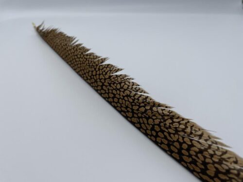 Golden Pheasant Center Tail for fly tying nymphs and classic steelhead flies