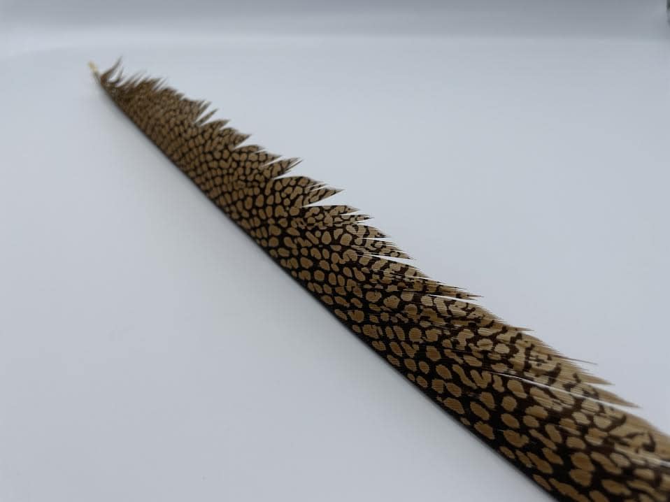 Golden Pheasant Center Tail for fly tying nymphs and classic steelhead flies