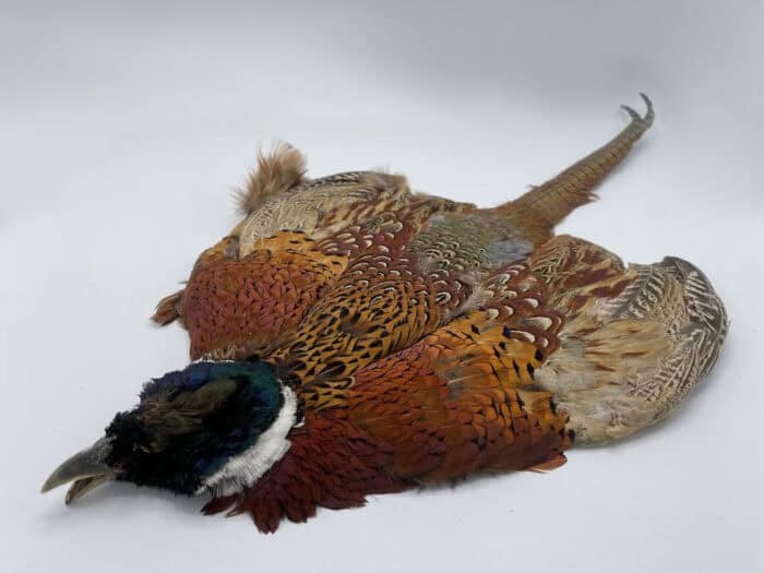 Select Complete Pheasant Skin - Galloup's Slide Inn