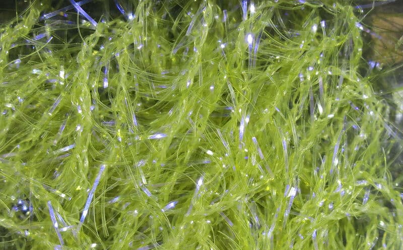 UV Polar Chenille Micro UV Gray Olive.