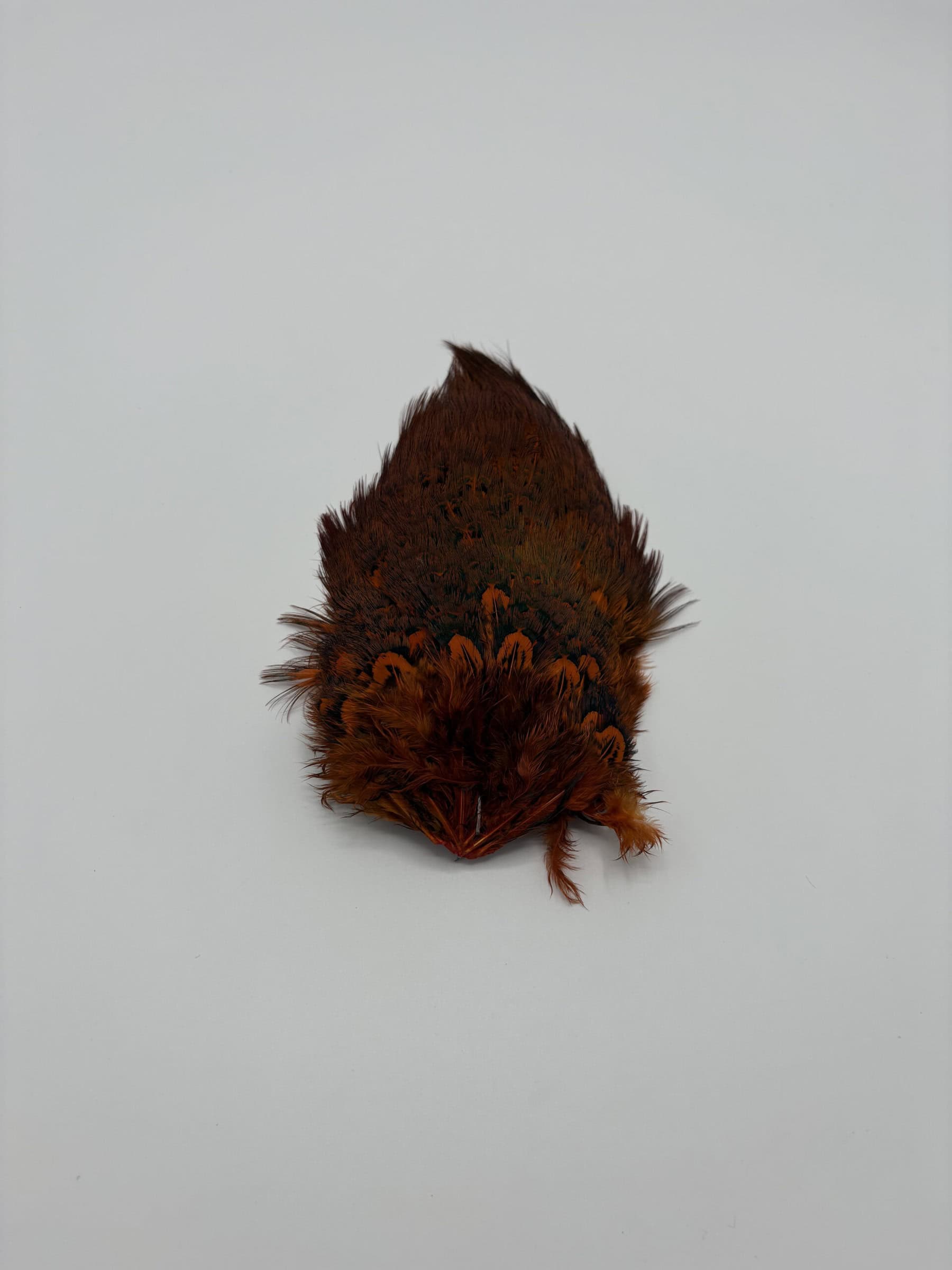 Pheasant Rump Orange.