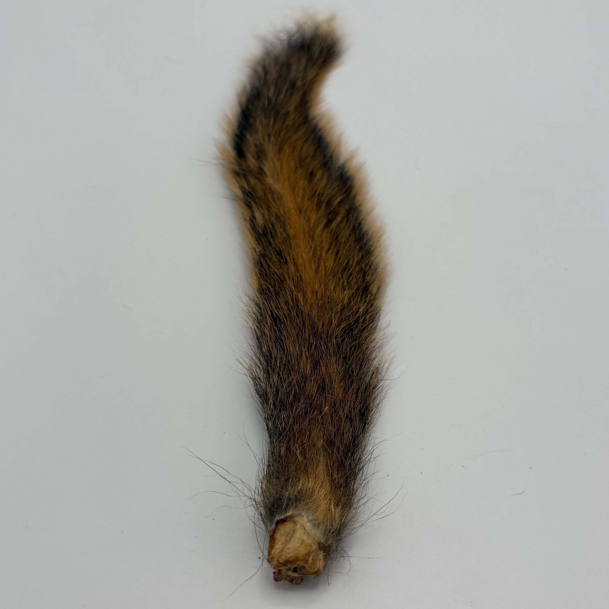 Squirrel Tail Fox for tying.