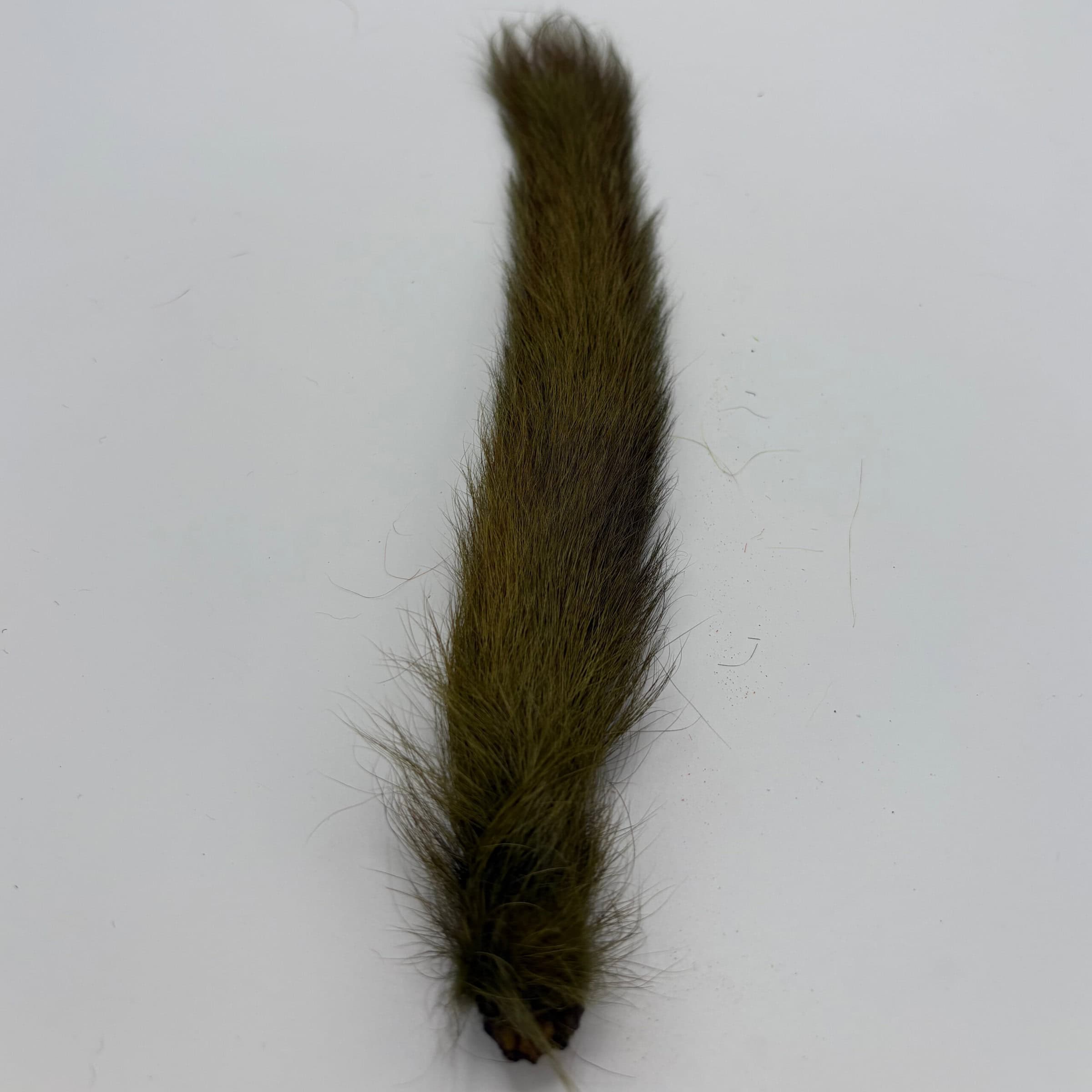 Squirrel Tail Olive for tying.